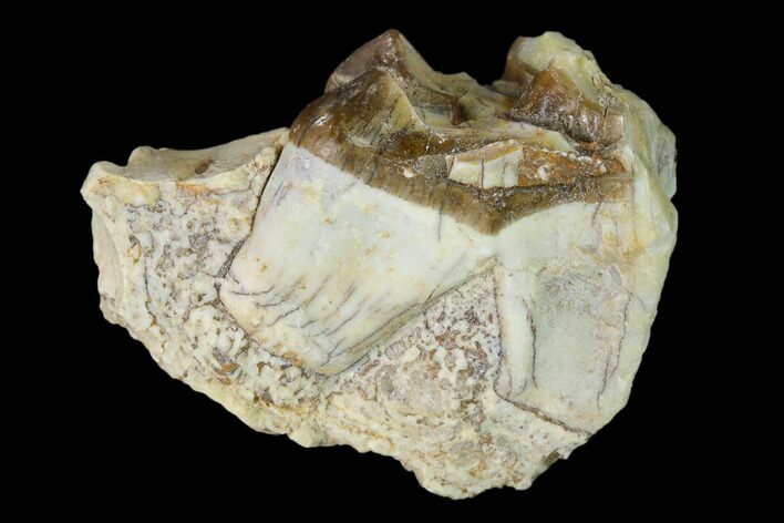 Oreodont (Merycoidodon) Tooth - South Dakota #136019